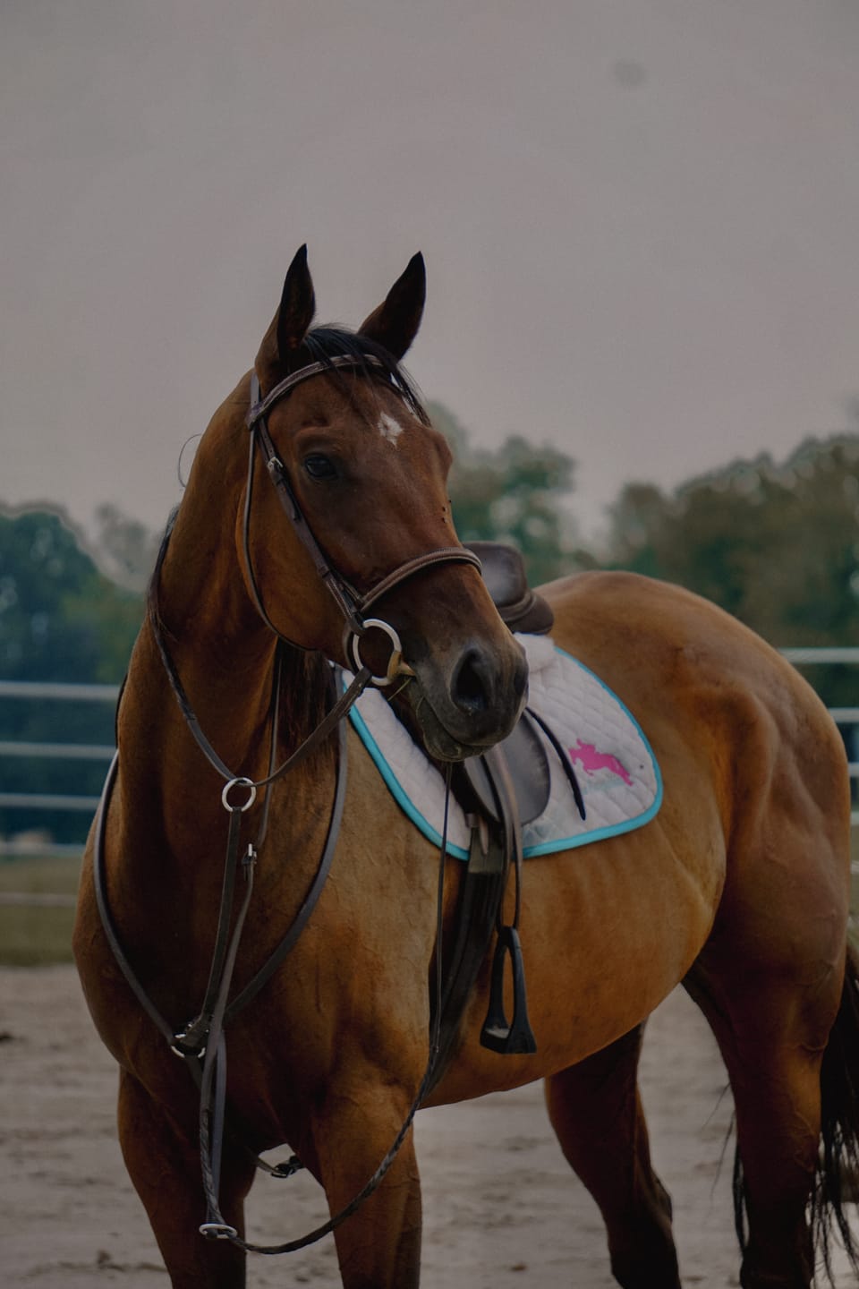 Customer photo review of TWILIGHT LIGHTROOM PRESETS