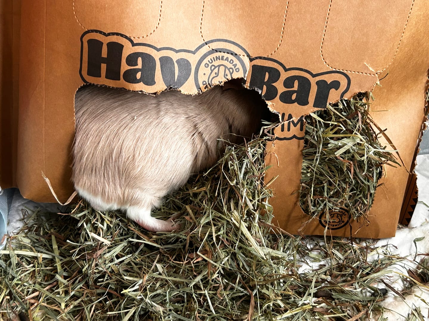 Customer photo review of Timothy Hay Bar for Guinea Pigs (5 Pack)
