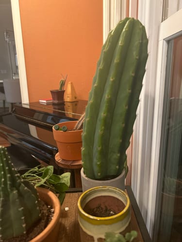 Customer photo review of San Pedro Cactus Cuttings | Echinopsis (Trichocereus) pachanoi Cuttings
