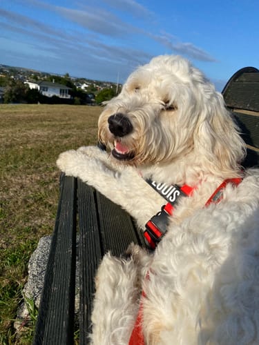 Customer photo review of Dog Harness