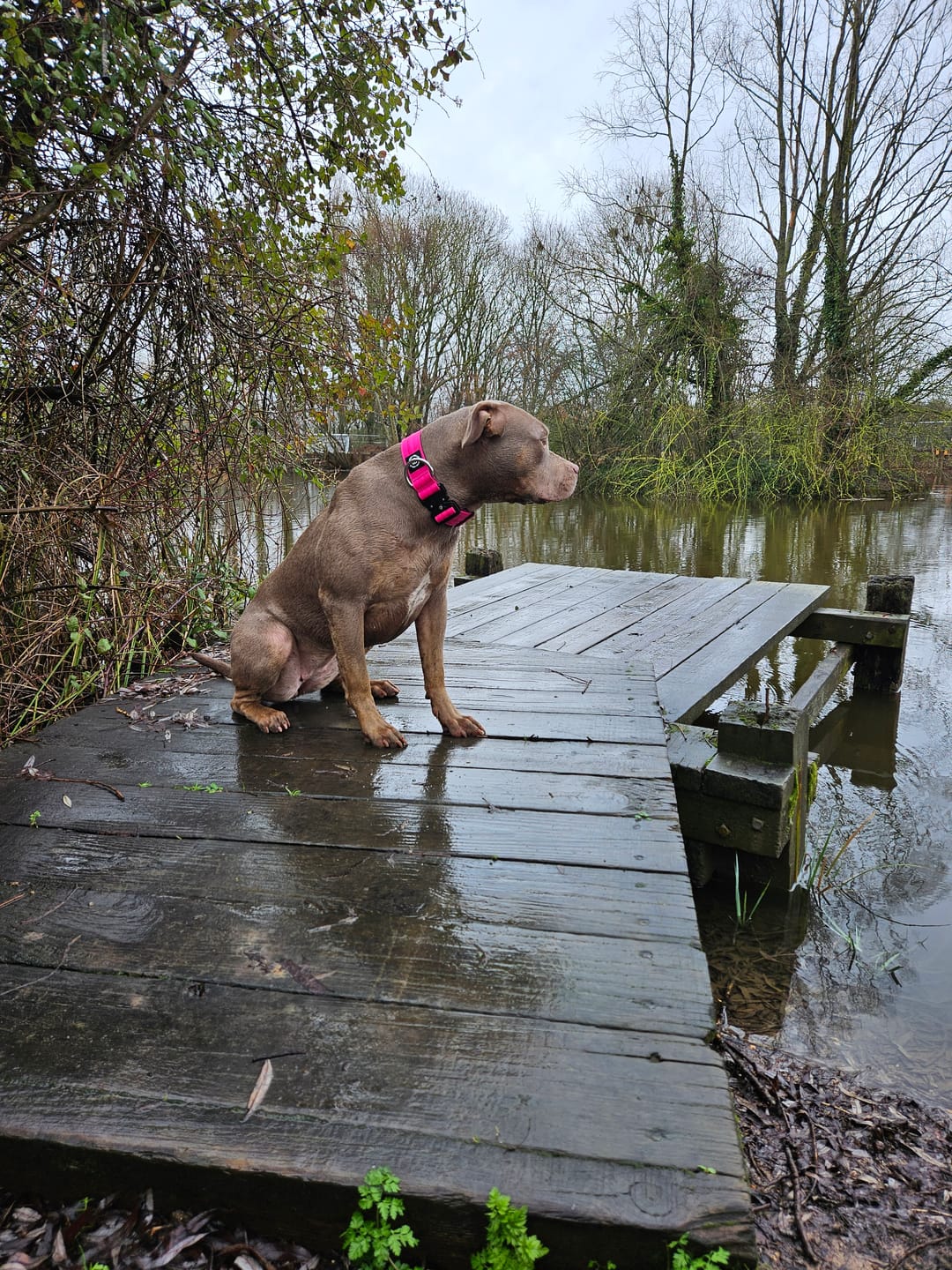 Customer photo review of 4cm Combat® Collar | Rated Clip - NO HANDLE - Magenta v2.0