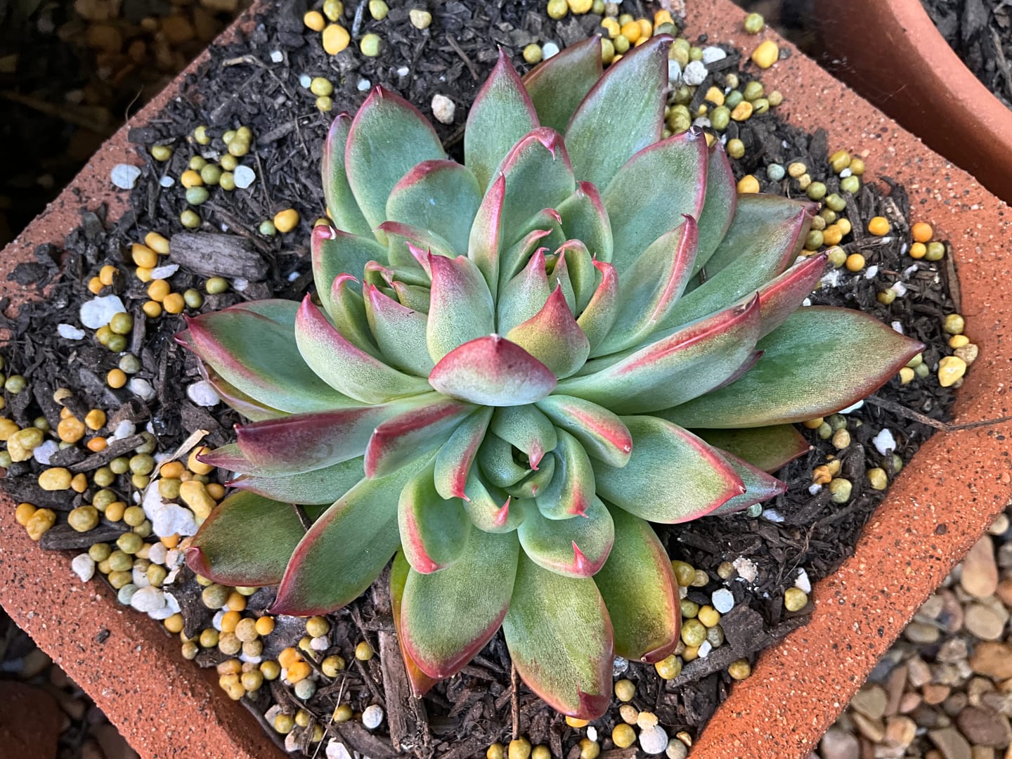 Customer photo review of Echeveria agavoides 'Floridity'