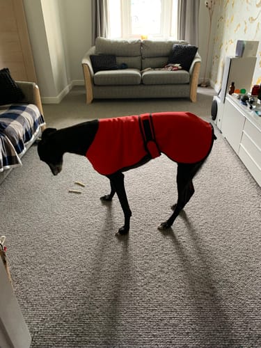 Customer photo review of Sighthound House/Kennel Fleece Coat