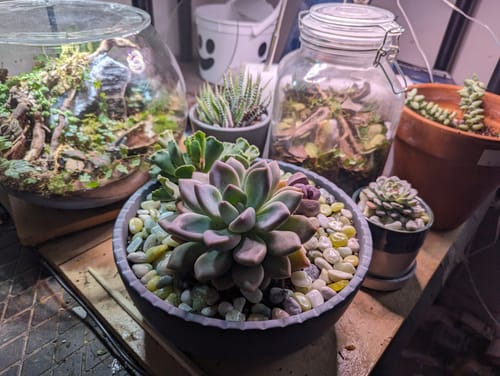 Customer photo review of Zebra Plant | Haworthia Fasciata