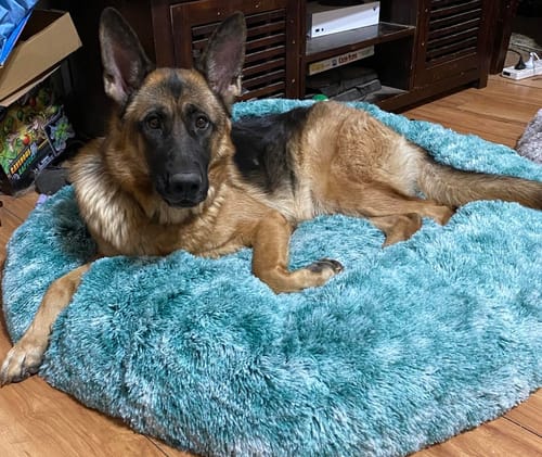 Customer photo review of PaWz Removable Cover Calming Pet Bed