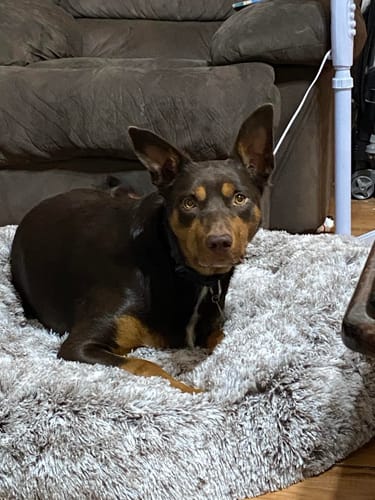 Customer photo review of PaWz Removable Cover Calming Pet Bed