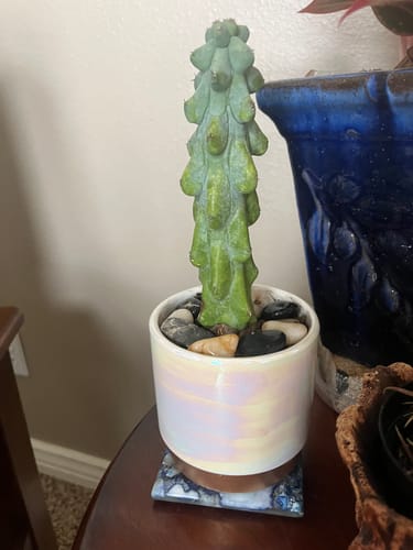 Customer photo review of Boobie Cactus | Myrtillocactus geometrizans Fukurokuryuzinboku
