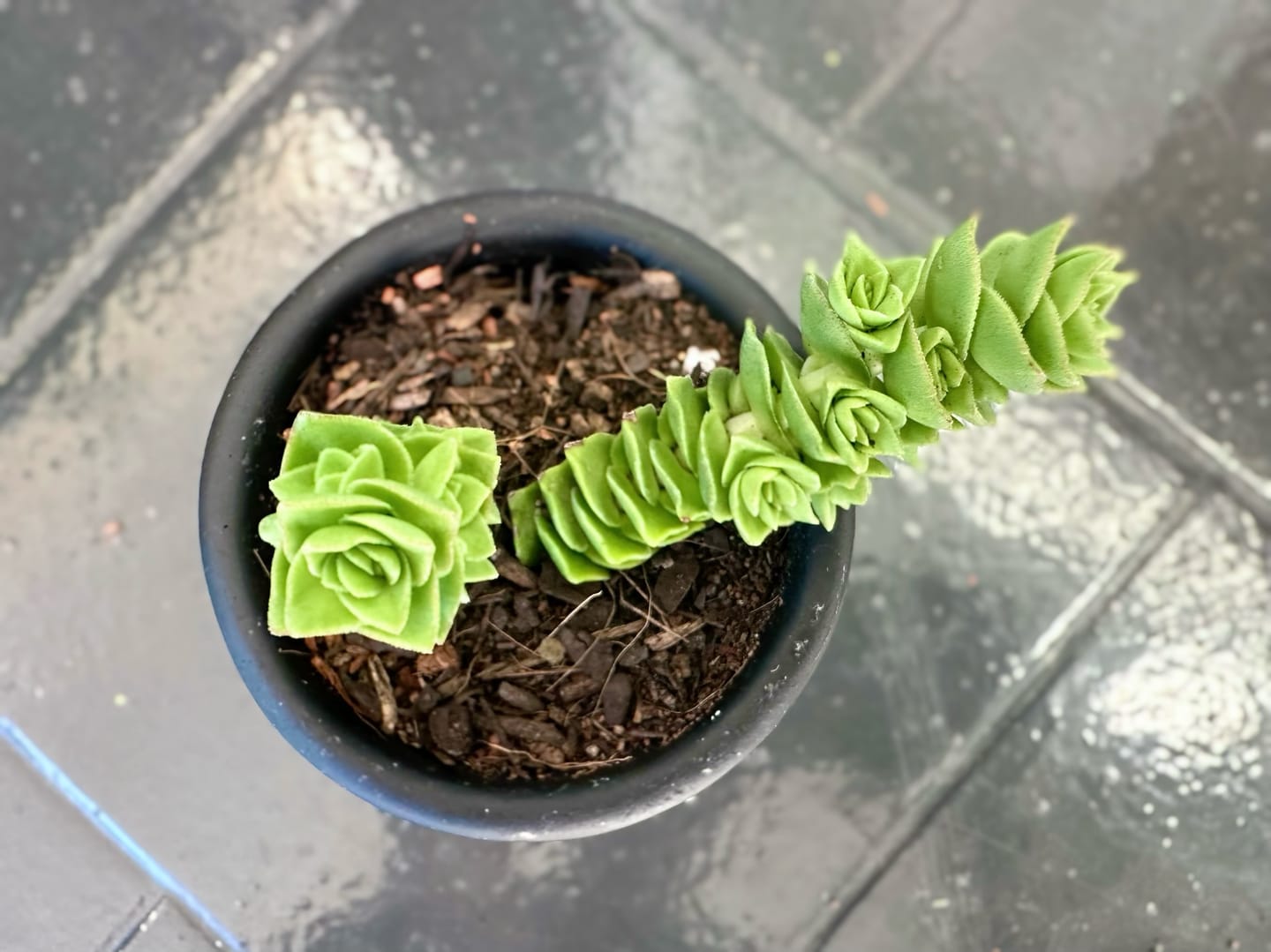 Customer photo review of Crassula Green Pagoda