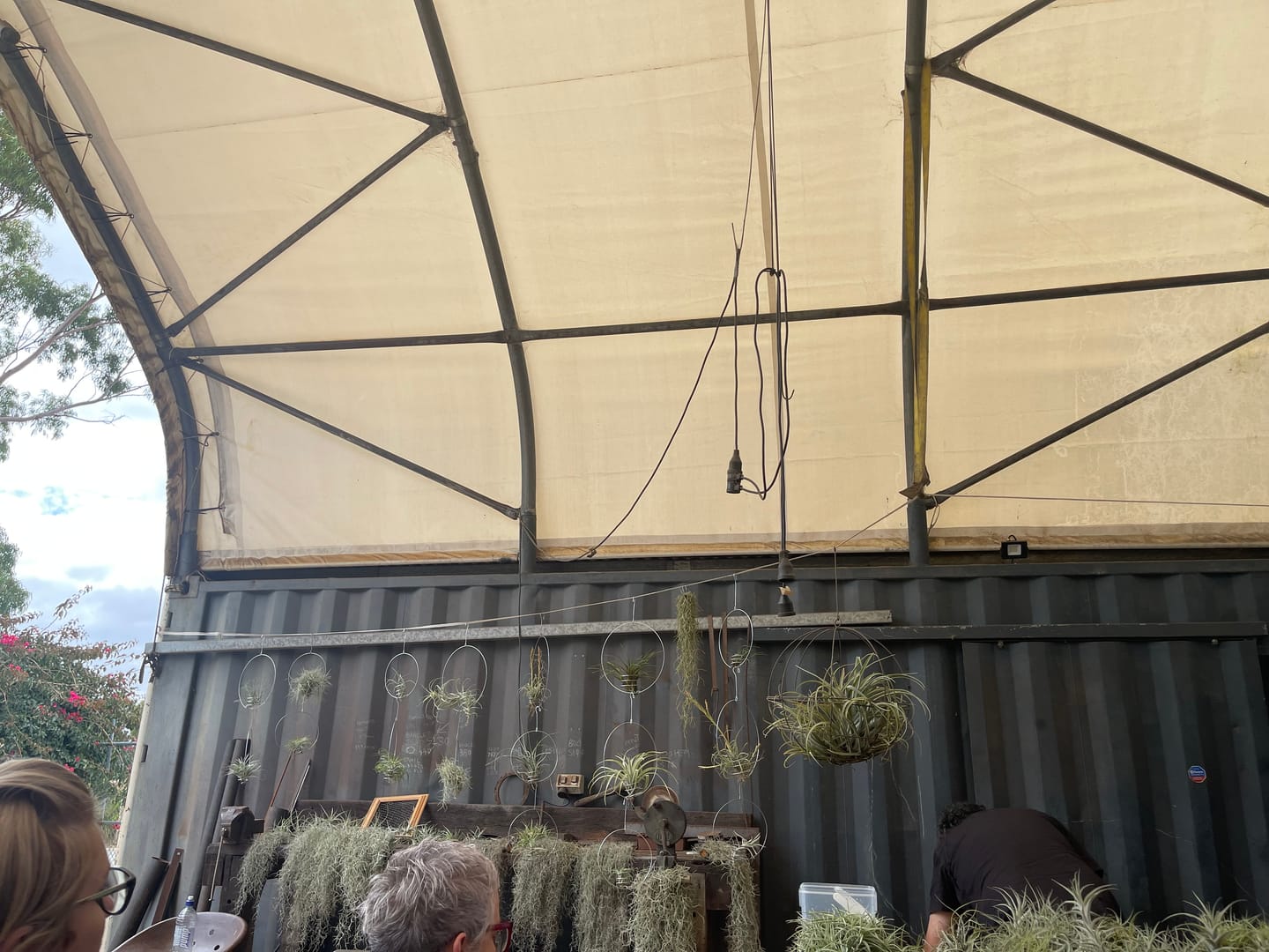 Customer photo review of An Introduction to Air Plants - with David Edmonds  - Sunday 10th March 10 - 11am