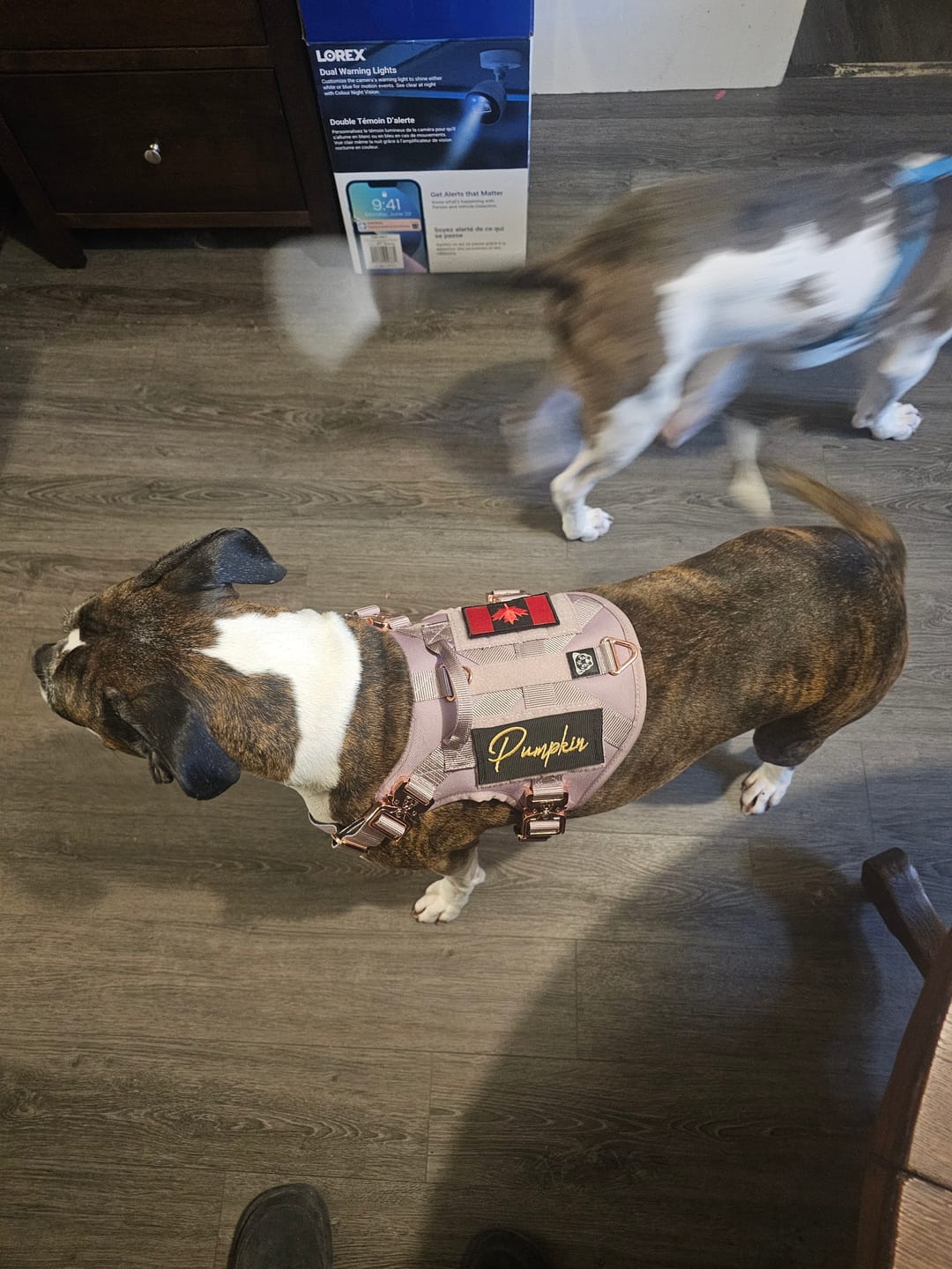 Customer photo review of HNTR 3.0 Dog Harness - Sofia