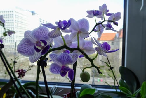 Customer photo review of große Two of Us Azur mit rosa-blauen Blüten und 3 Rispen