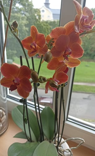 Customer photo review of 3er Set Große Orchideen mit 2 Stielen im Farbmix