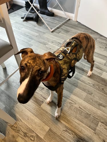 Customer photo review of Sighthound Escape Proof Harness