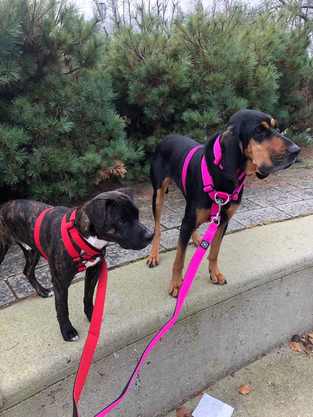 Customer photo review of TRI-Harness® | Anti-Pull, Adjustable & Durable - Dog Trainers Choice - Magenta v2.0
