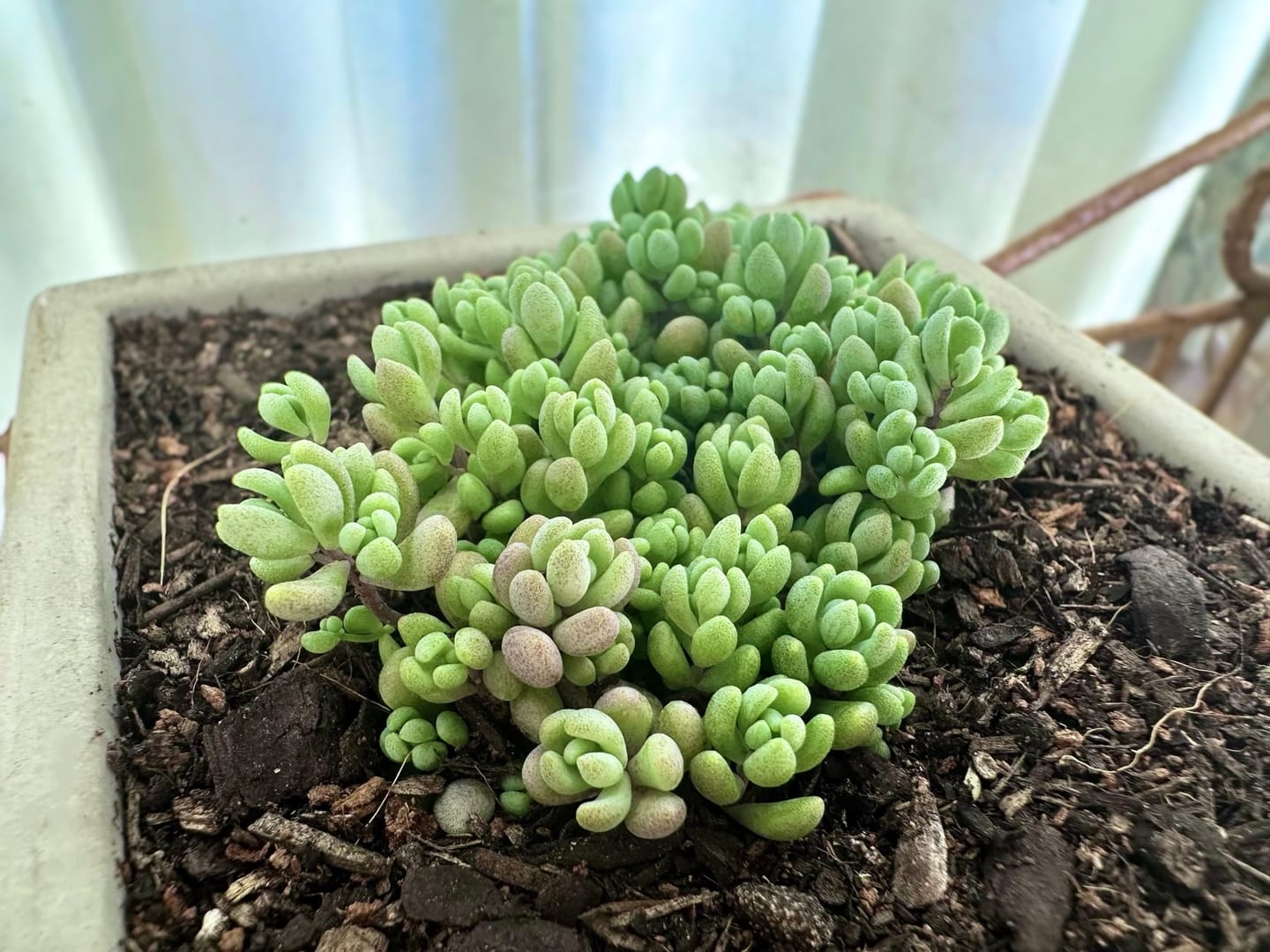 Customer photo review of Sedum dasyphyllum 'Lilac Mound'