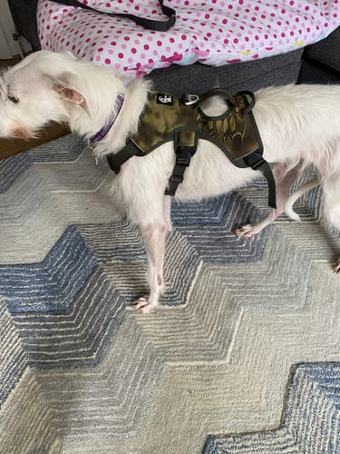 Customer photo review of Sighthound Escape Proof Harness