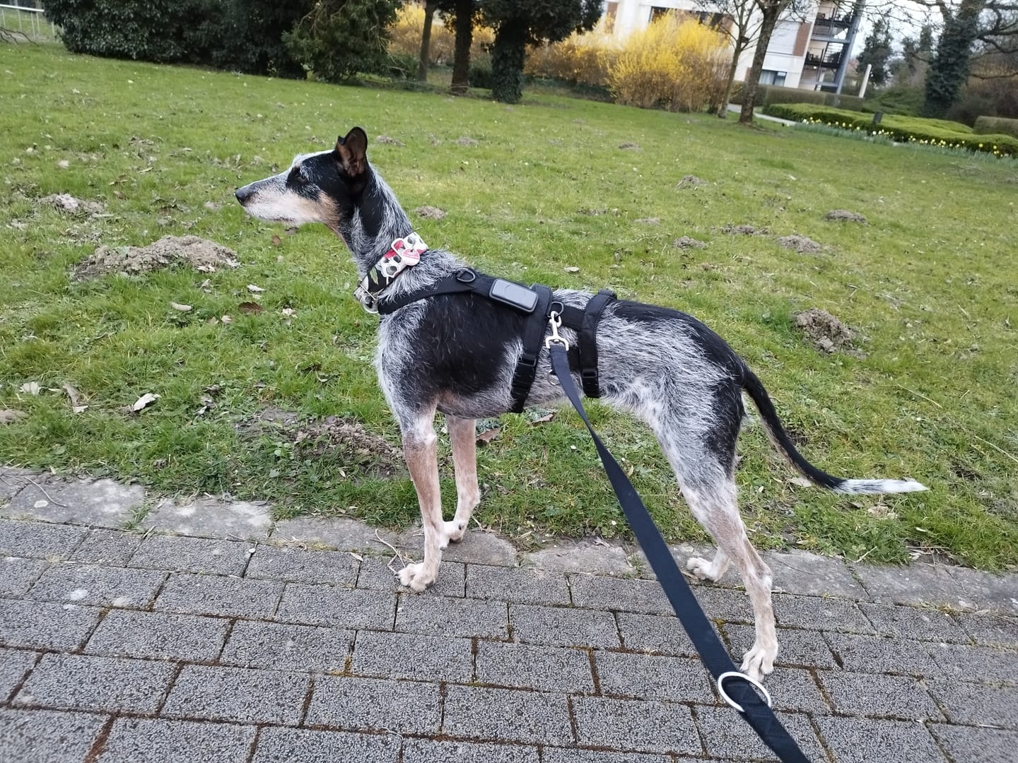 Customer photo review of Sicherheitsgeschirr FUN "Volcano Black"