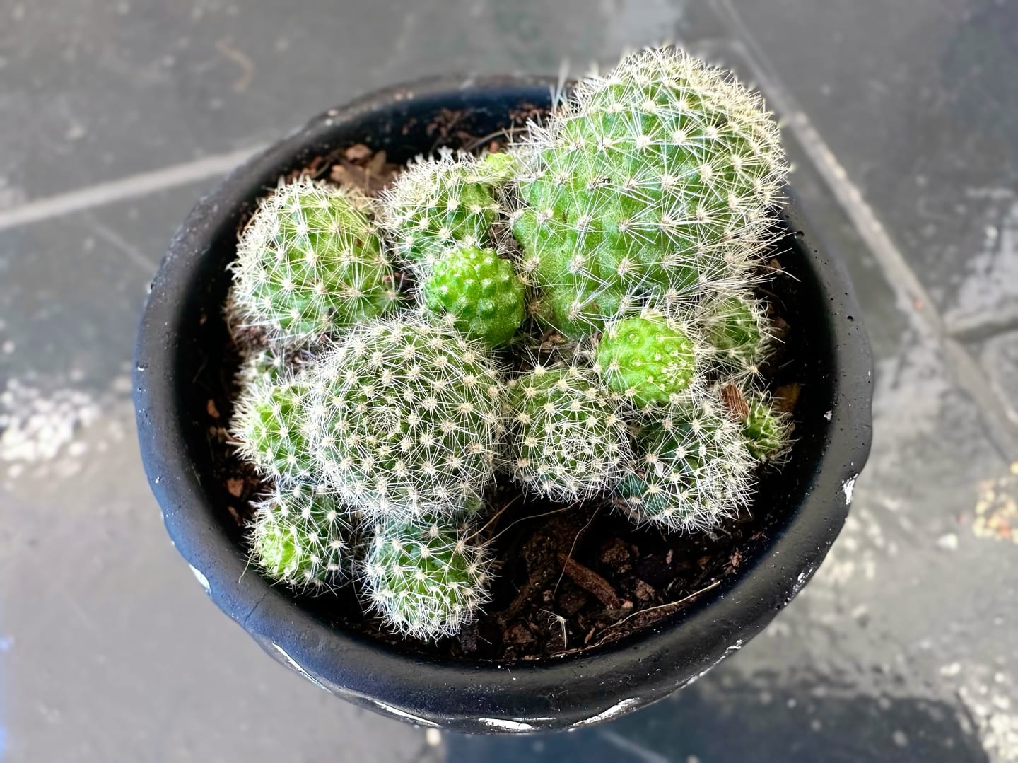 Customer photo review of Rebutia pulvinosa 'Crown Cactus' - Orange flowers