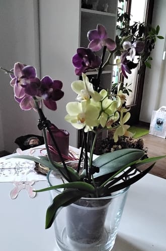 Customer photo review of Cocktail Orchidee mit gelben und roten Blüten