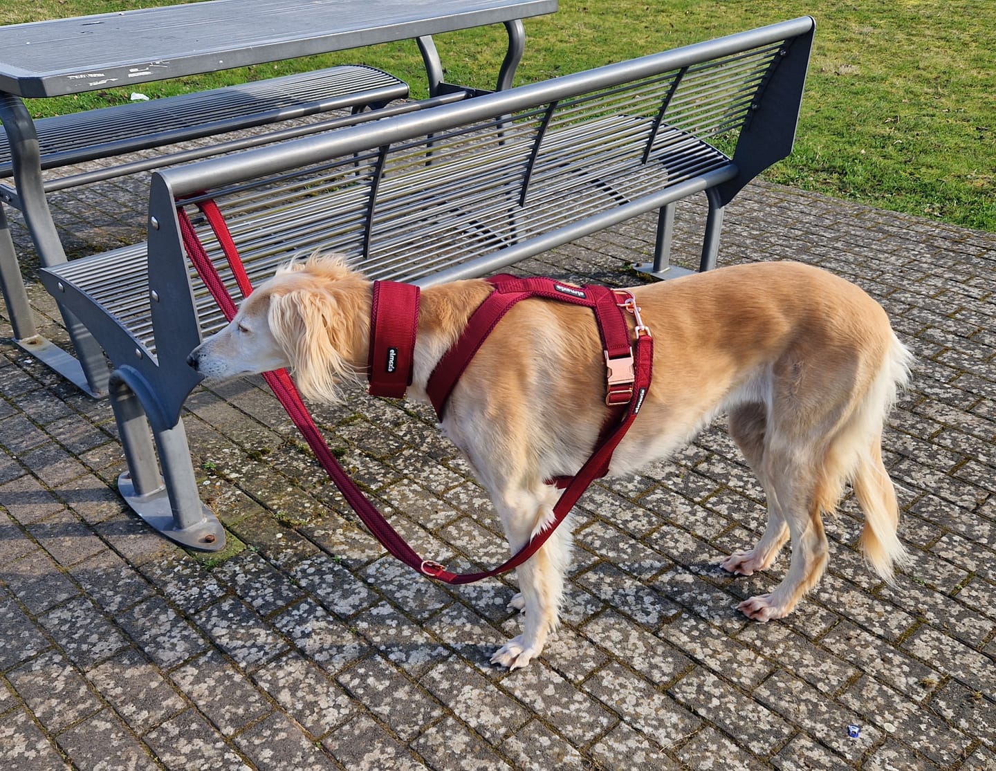 Customer photo review of Hundegeschirr PRO "Bordeaux"