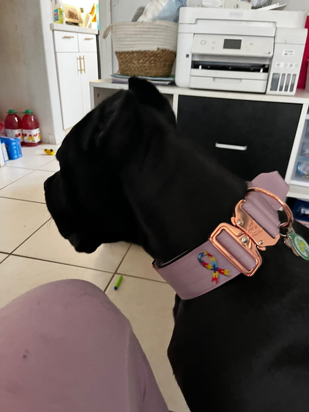 Customer photo review of 2" Tacti Luxe Dog Collar - Rose Gold - Sofia