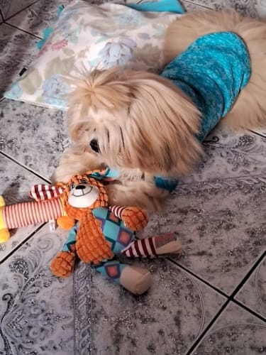 Customer photo review of LUMEVA™ Pet Plush Toy