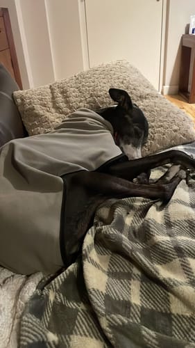 Customer photo review of Fleece Sighthound Base-Layer Coat with Underbelly and Snood