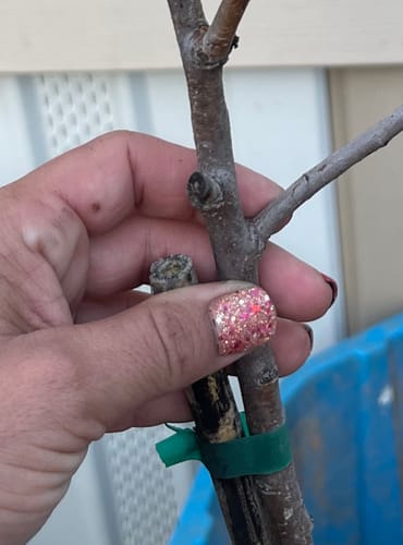 Customer photo review of 2022 Advent Calendar Day 5