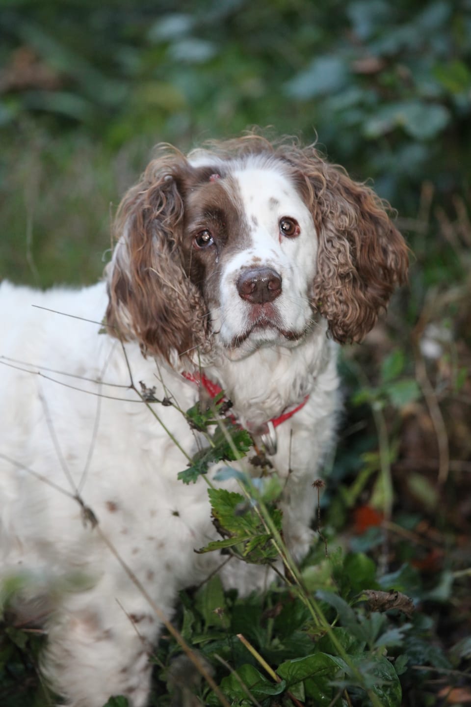 Customer photo review of British Venison Dry Food