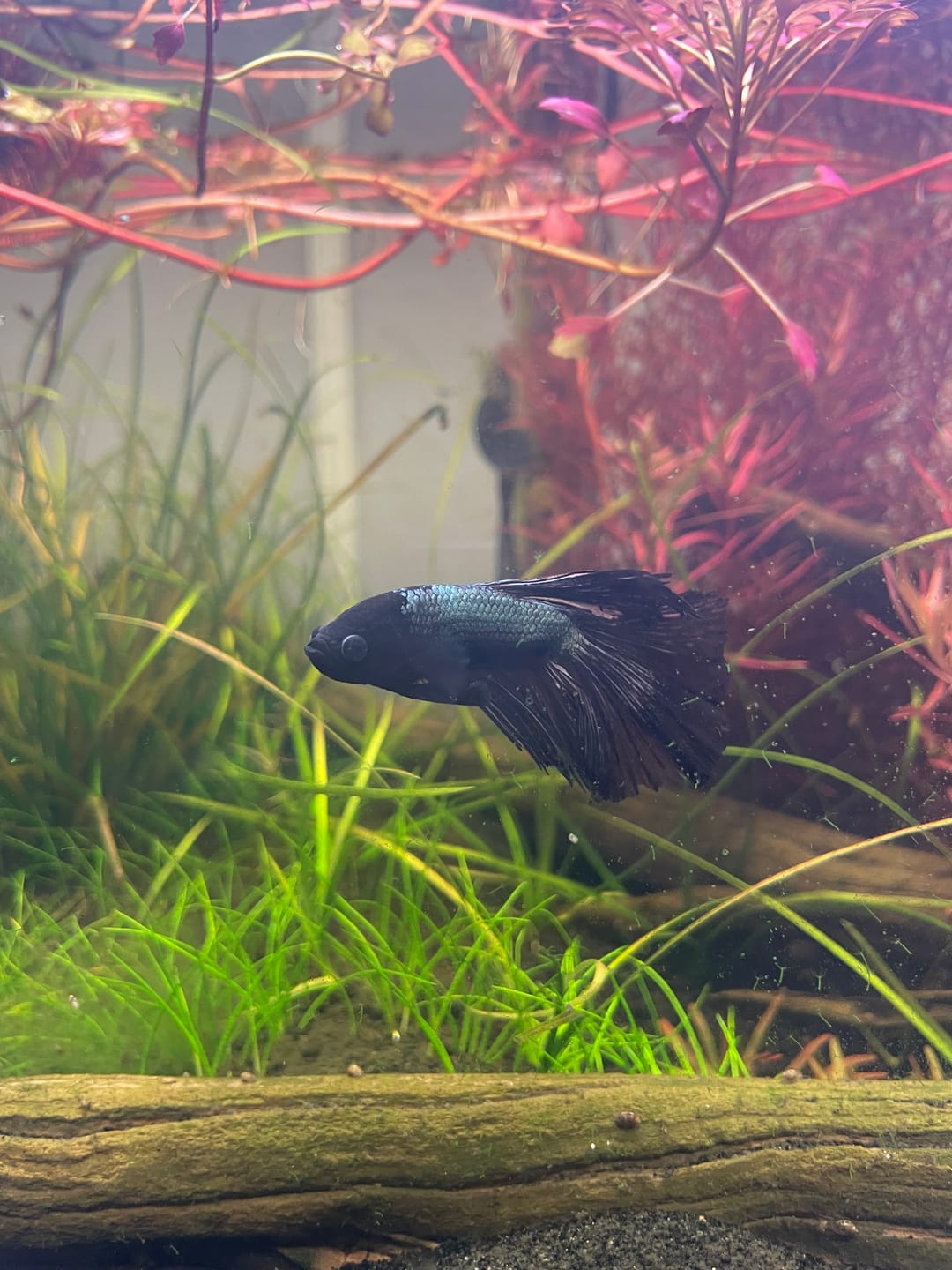Customer photo review of Super Black Halfmoon Male Betta Fish