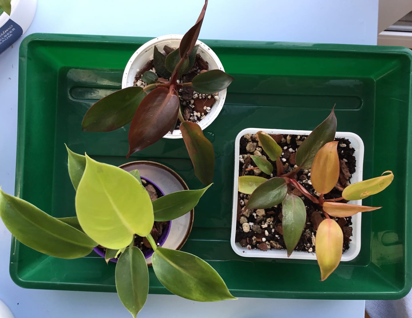 Customer photo review of PHILODENDRON PRINCE OF ORANGE