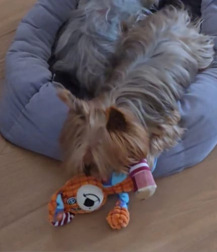 Customer photo review of LUMEVA™ Pet Plush Toy