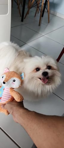 Customer photo review of LUMEVA™ Pet Plush Toy