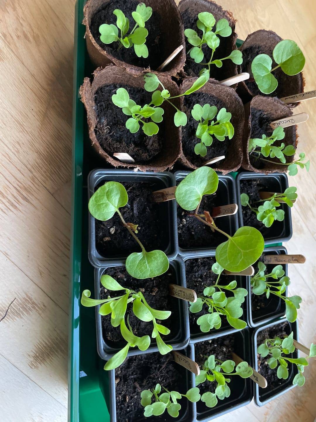 Customer photo review of Rucola