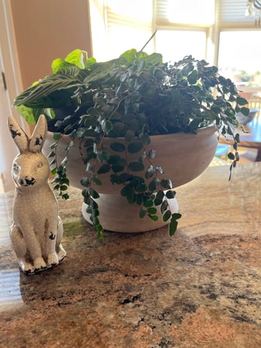 Customer photo review of Beige Compote