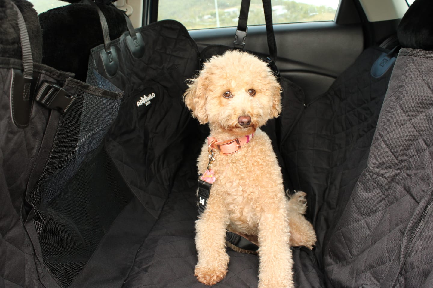 Customer photo review of 4-in-1 Dog Car Seat Cover