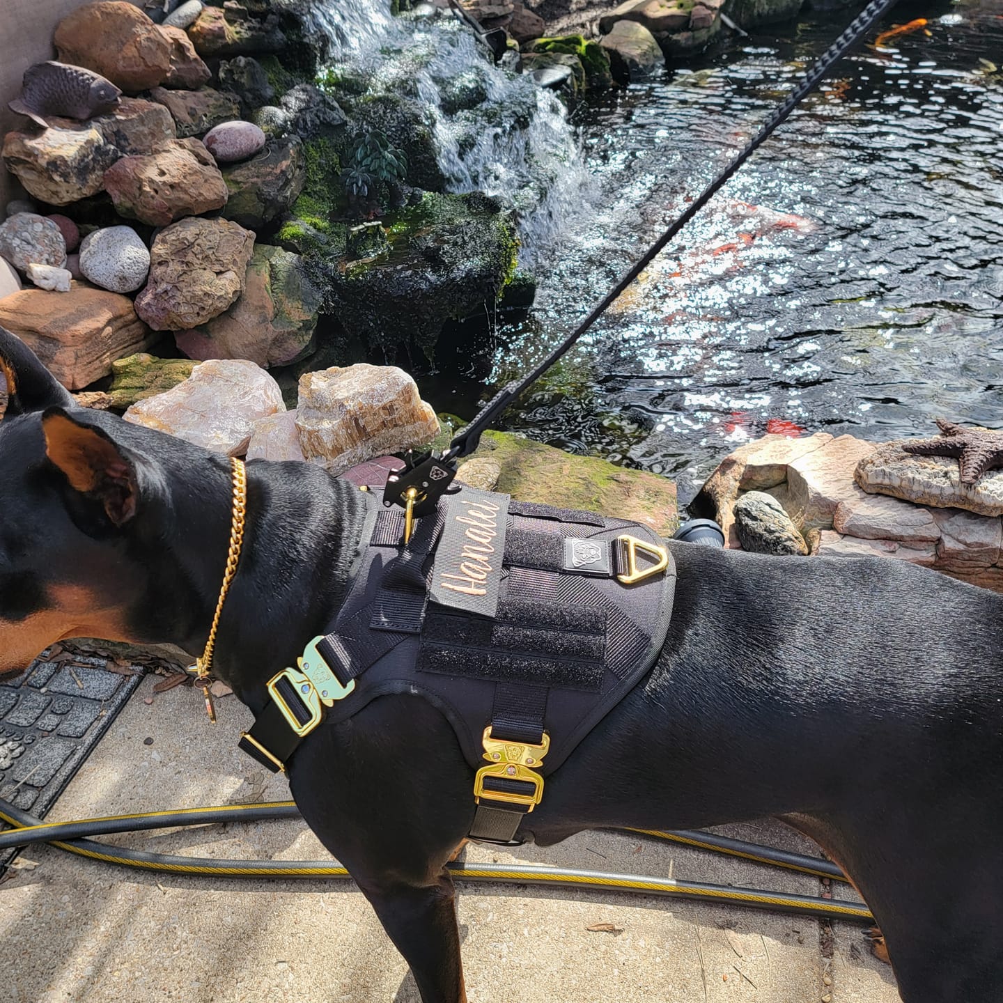 Customer photo review of HNTR 3.0 Dog Harness - Noir