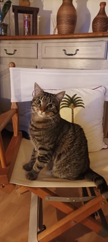 Avis photo d'un client sur Croquettes Chat Stérilisé Sans Céréales - Poulet