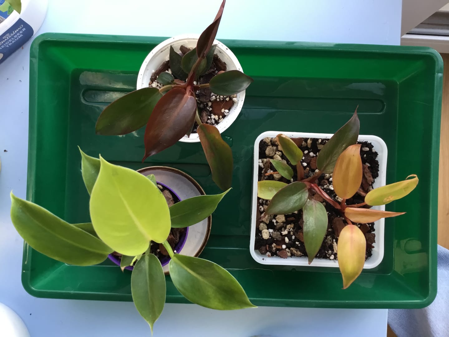Customer photo review of PHILODENDRON SUNLIGHT