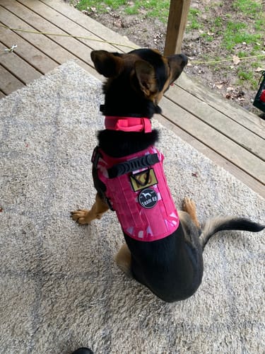 Customer photo review of 2MBH Harness Exchanges