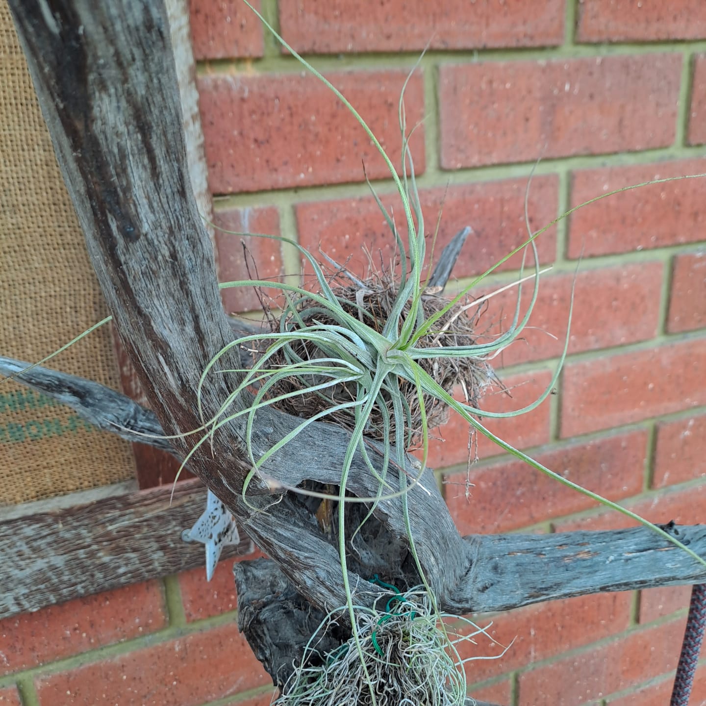 Customer photo review of An Introduction to Air Plants - with David Edmonds  - Sunday 10th March 10 - 11am