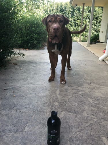 Customer photo review of New Hemp Seed Oil for Large Dogs (500ml)