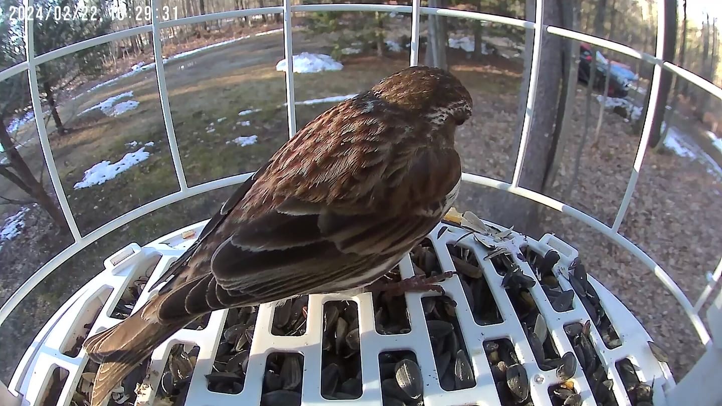 Customer photo review of [Pre-order] Birdfy Shield
