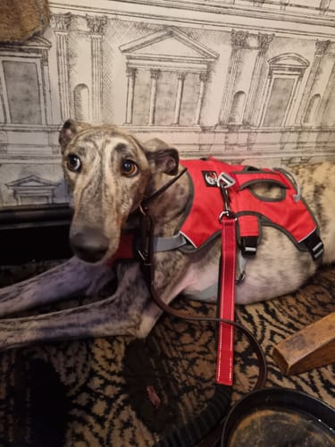 Customer photo review of Sighthound Escape Proof Harness