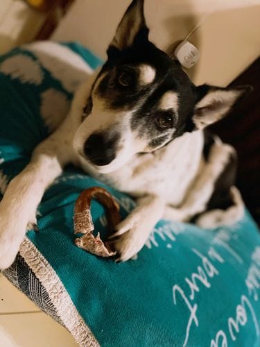 Customer photo review of Bully Stick Ring (Jumbo)