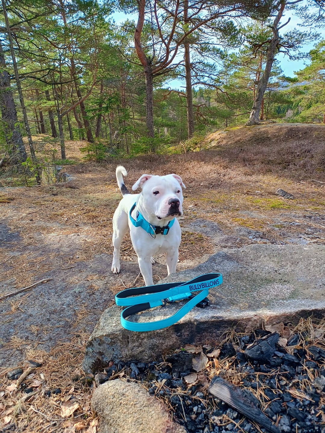 Customer photo review of 5cm Combat® Collar | With Handle & Rated Clip - Light Blue v2.0