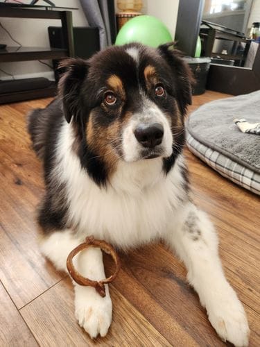 Customer photo review of Bully Stick Ring