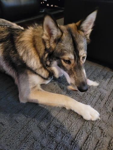 Customer photo review of Bully Stick Ring (Jumbo)