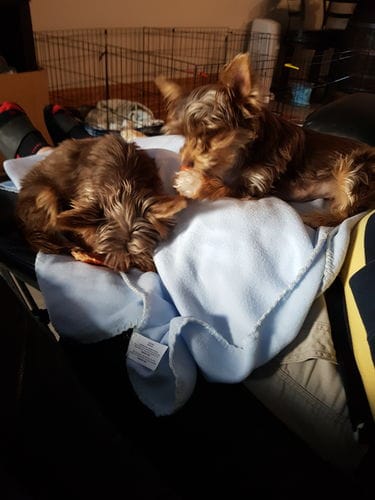 Customer photo review of Bully Stick Ring (Jumbo)