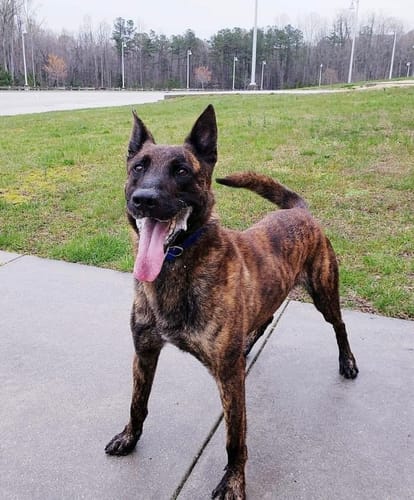 Customer photo review of Canine Cush Hip & Joint Chews